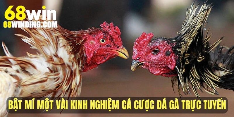 Bật mí một vài kinh nghiệm cá cược đá gà trực tuyến