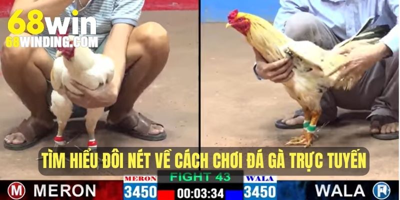 Tìm hiểu đôi nét về cách chơi đá gà trực tuyến